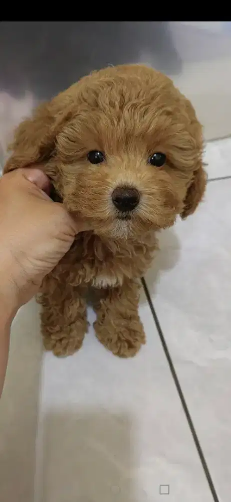 Anjing toy poodle
