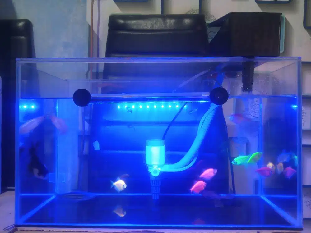 Aquarium persegi panjang 50 x 30