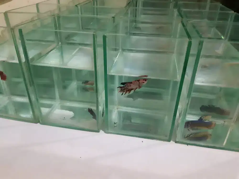 Jual akuarium / solitare cupang