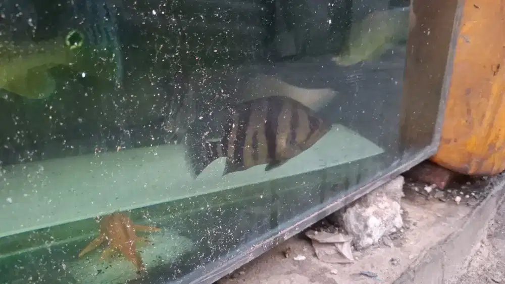 Ikan hias datz size 4-5 jari