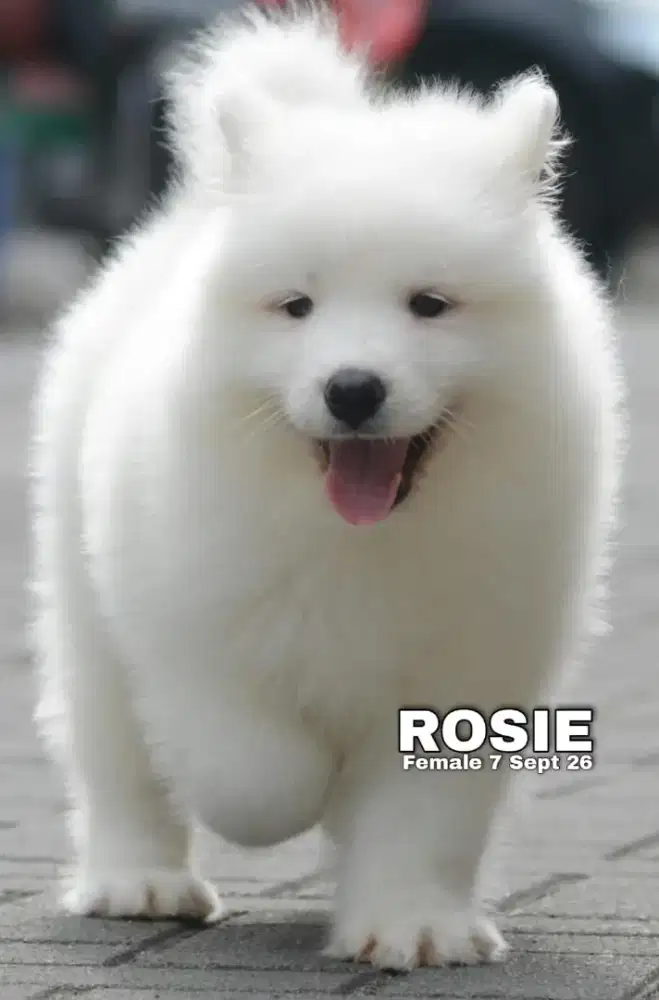 Samoyed betina HQ •ROSIE•