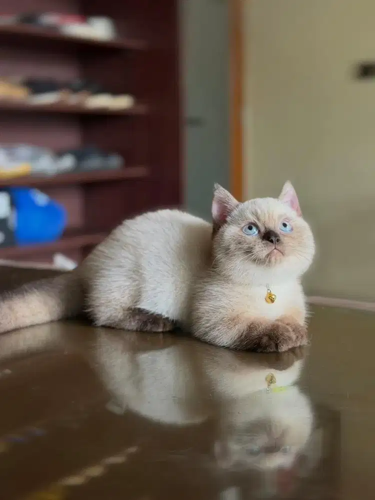 kucing munchkin