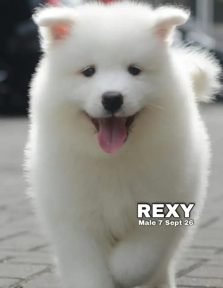 Samoyed jantan HQ •REXY•