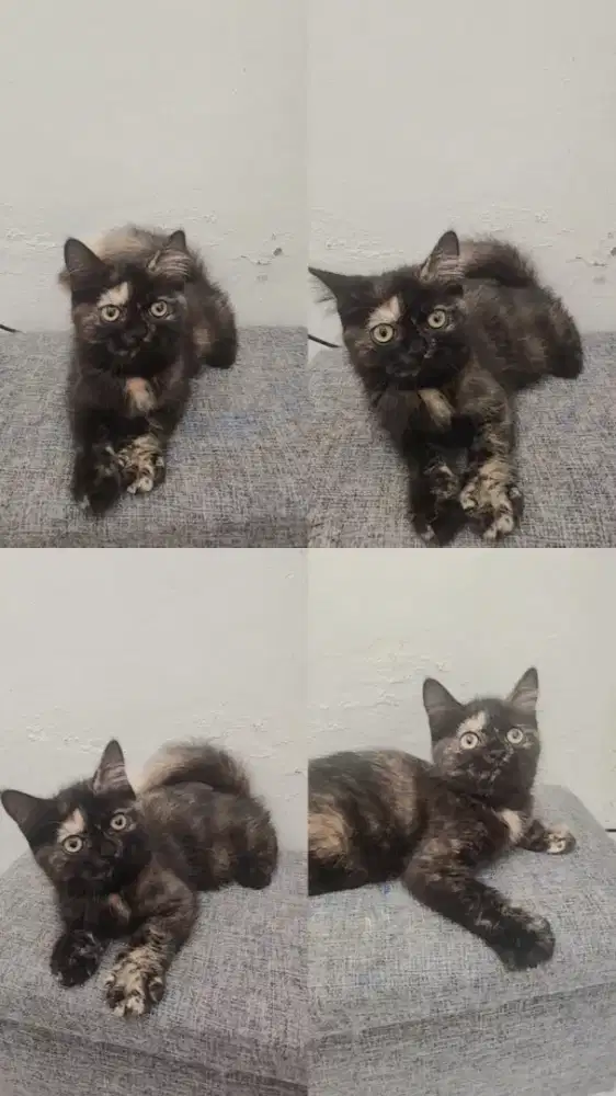 Scottis straight kitten