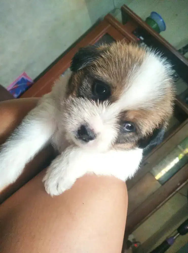 Puppies Shipom mandiri