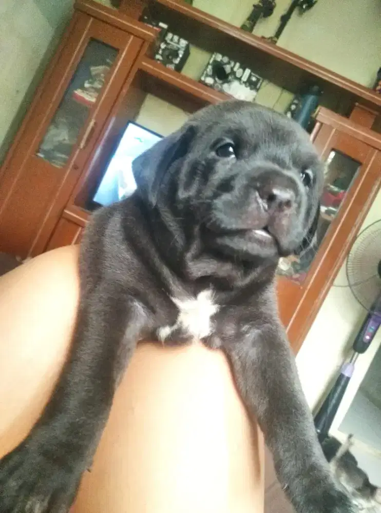 puppies pitbull jantan