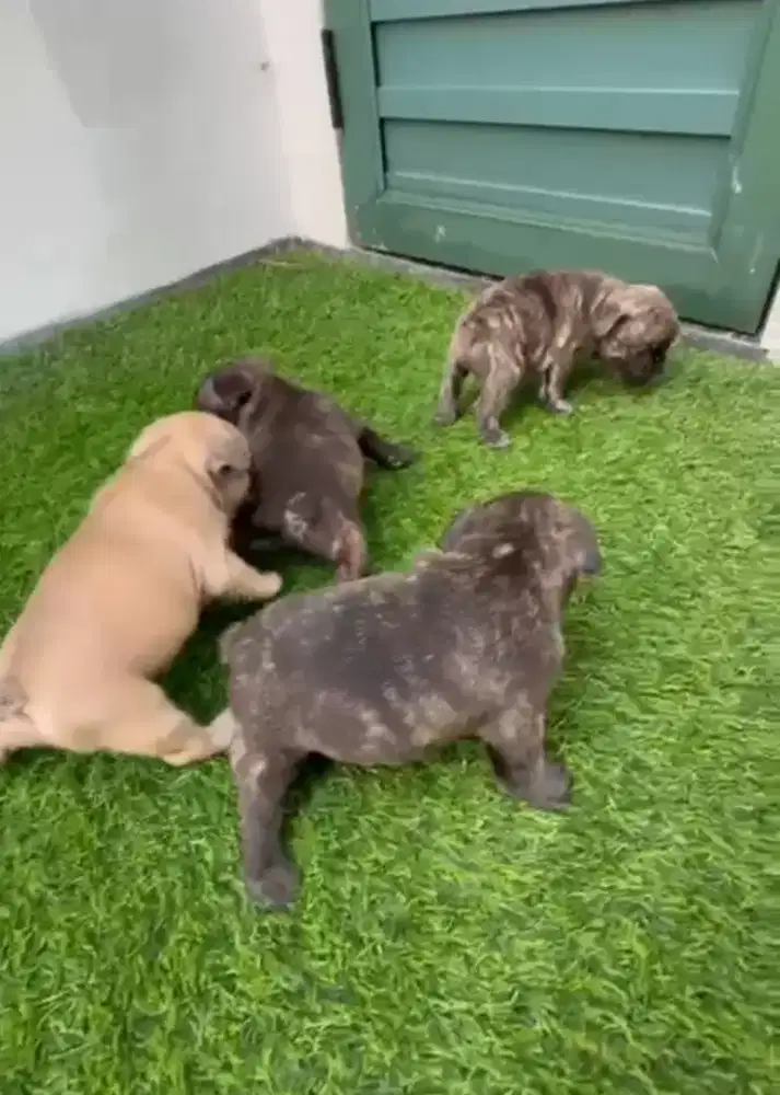 Anakan French Bulldog umr 1,5 bulan .