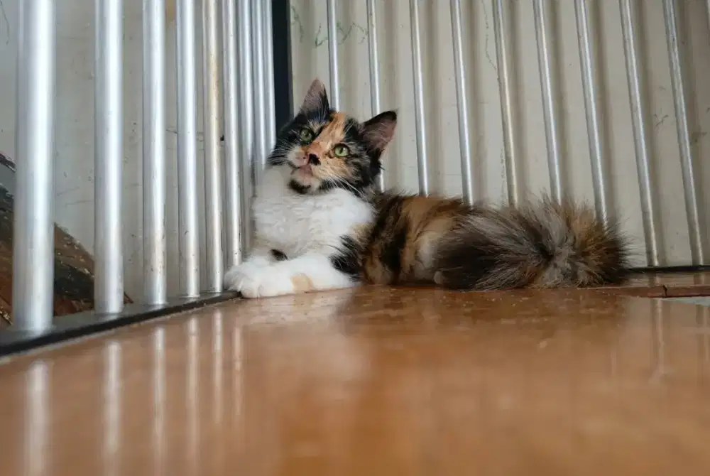 Kitten mainecoon mix persia bigbone