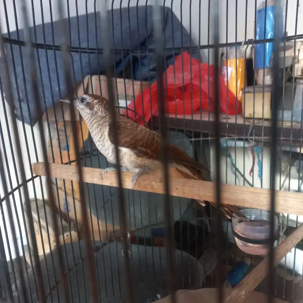 Burung kedasih lurik rajin