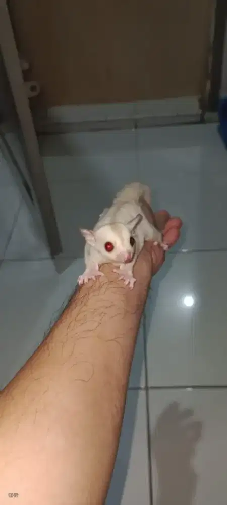 Sugar Glider Joey Creamino