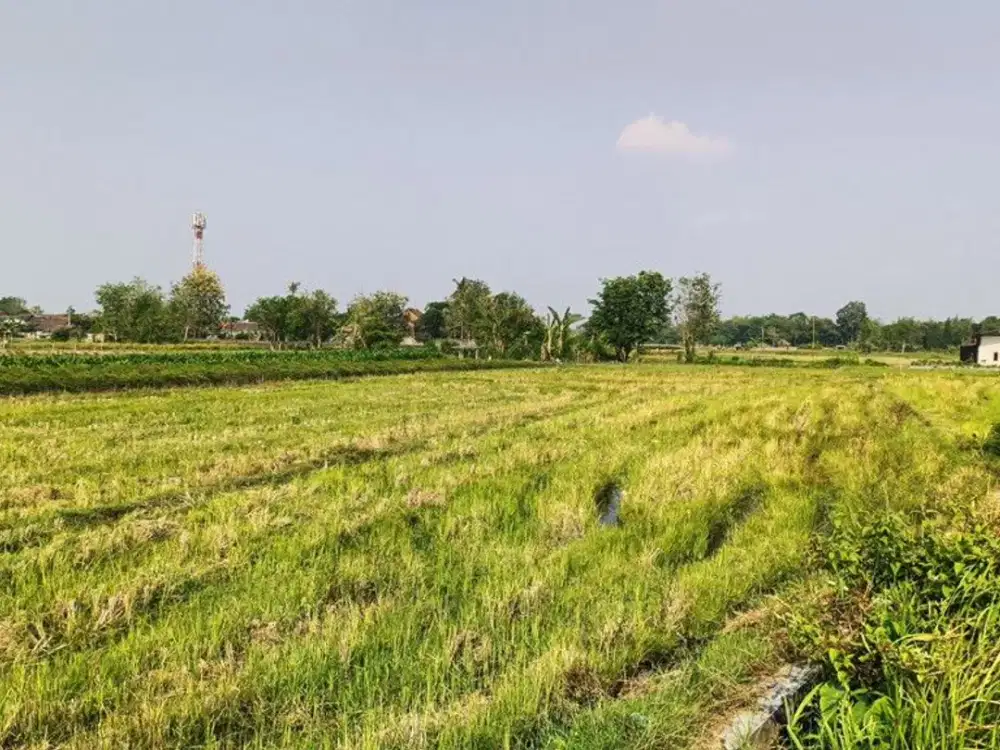 Tanah Sawah SHM Luas 844 Meter Persegi Lokasi Kalitirto , Berbah Sleman