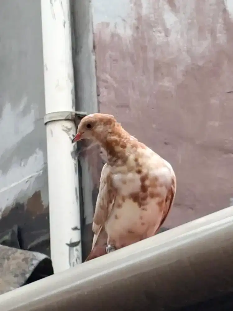 MERPATI GINGGING