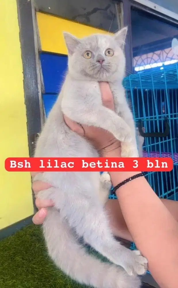 Kucing ras bsh lilac pure bukan persia
