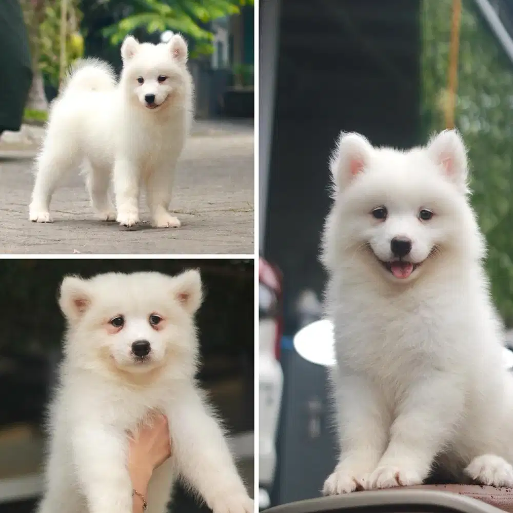 anakan samoyed betina