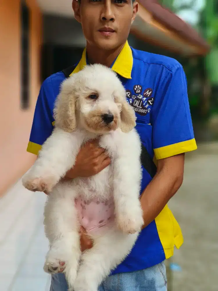 Giant poodle betina 2 bulan