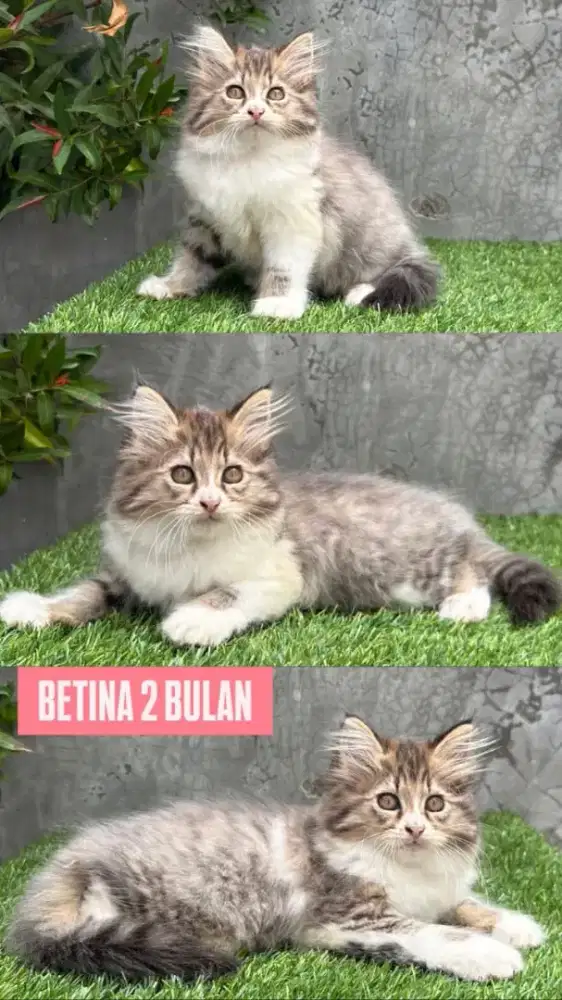 kucing kitten anakan ragdoll persia anggora himalaya mainecoon