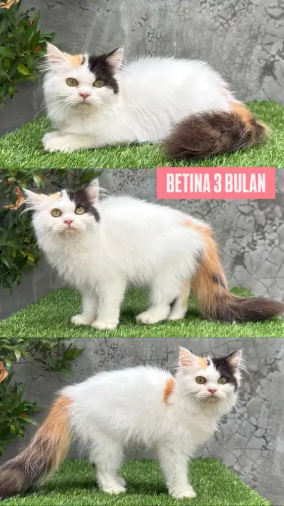 anakan kucing anggora persia himalaya ragdoll munchkin british