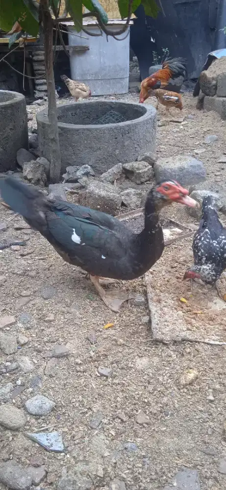 Mentok rambon entok rambon