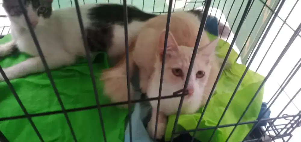 KUCING 4Bln NAN || BACA DESKRIPSI