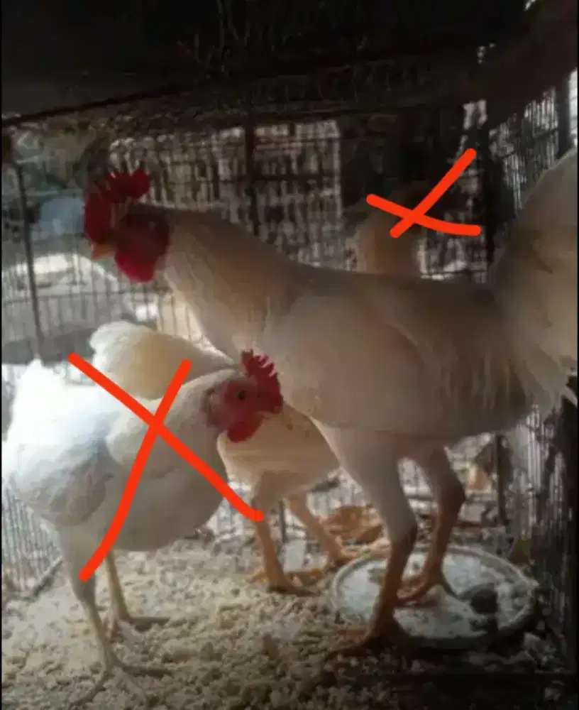 Ayam jago jengger wilah