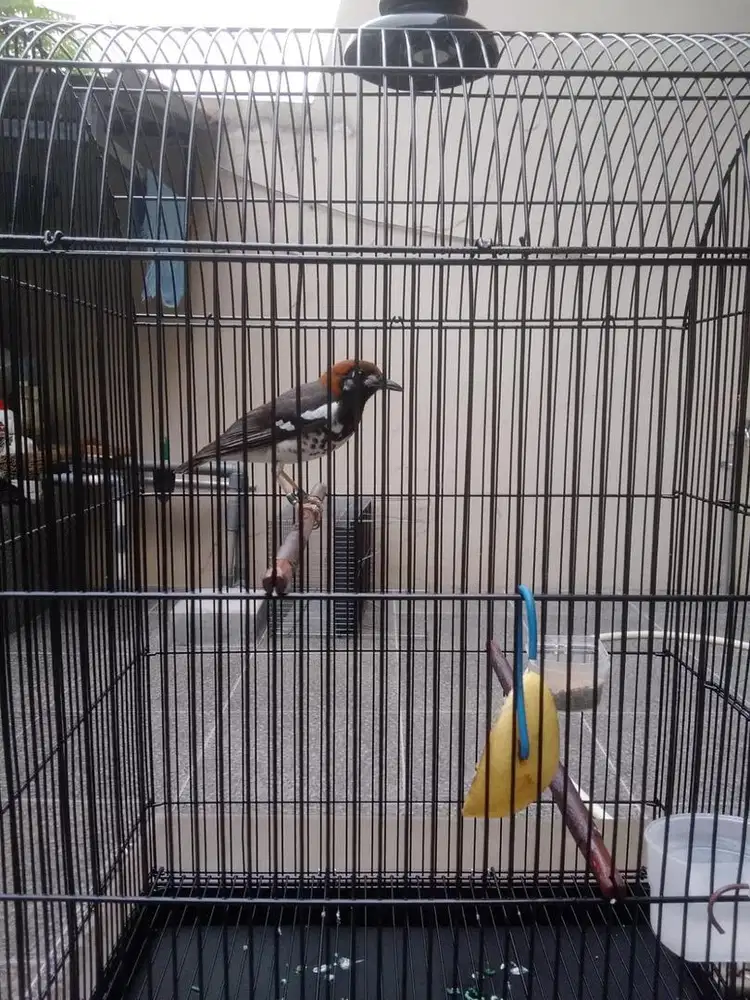 Burung anis kembang gacor fullset .