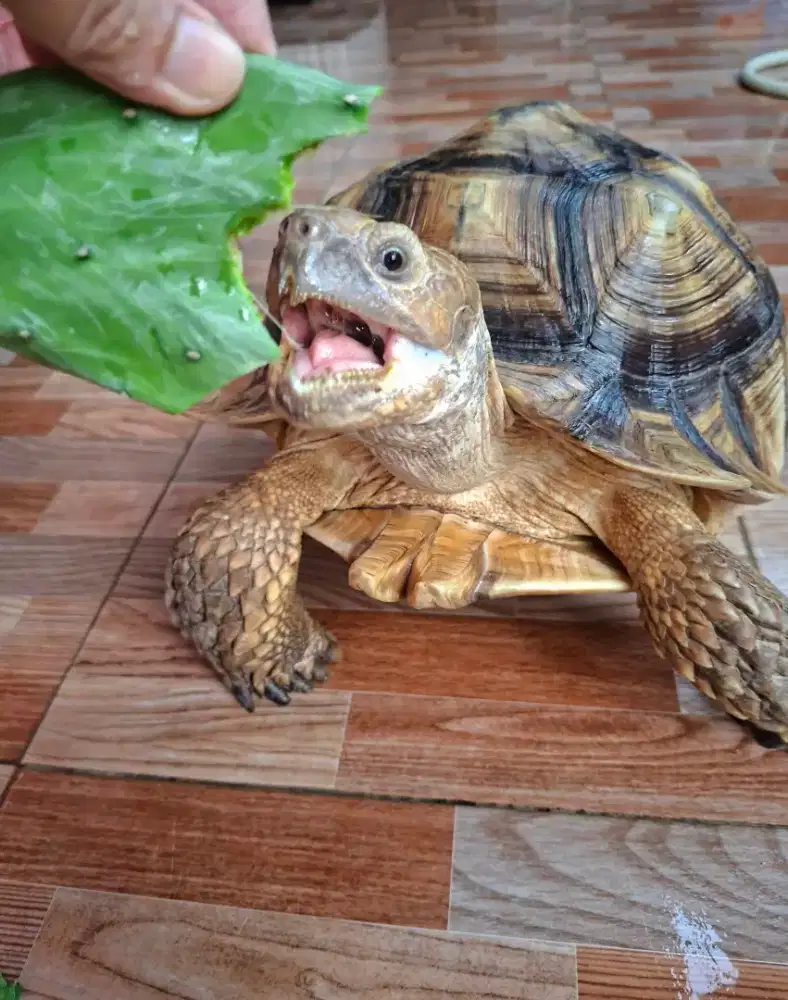 SULCATA TORTOISE
