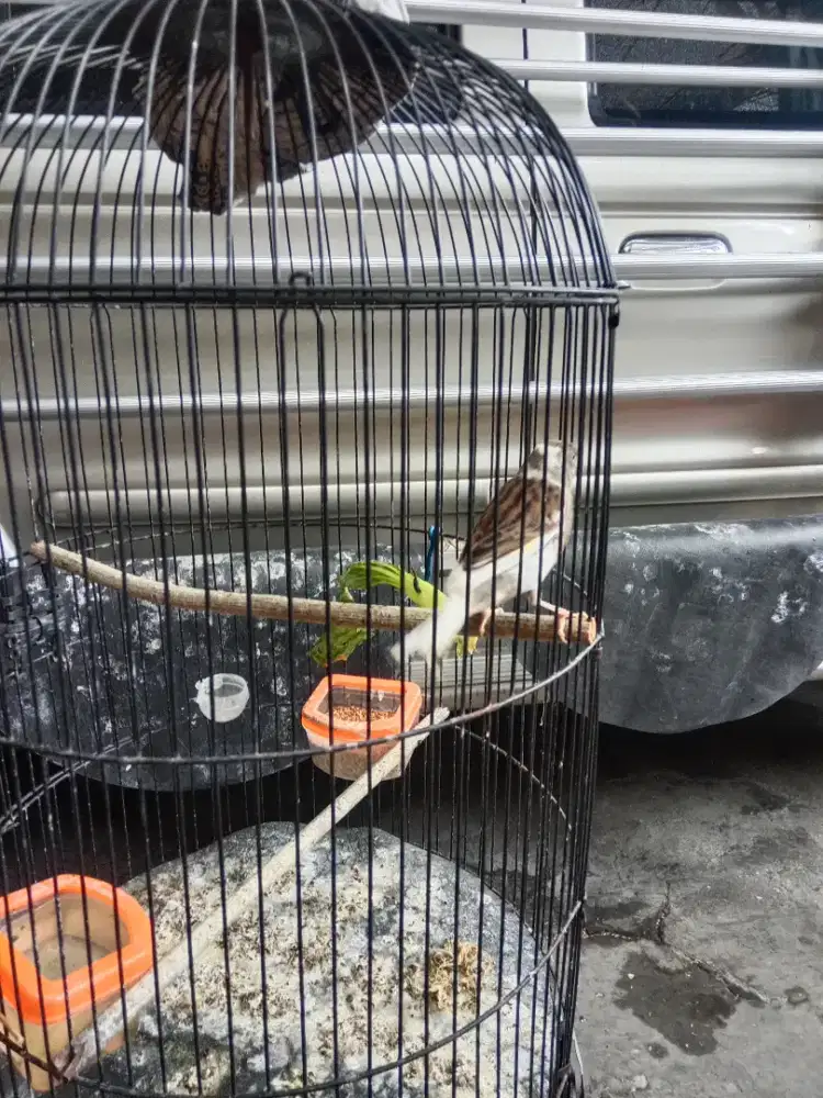 Burung kenari betina
