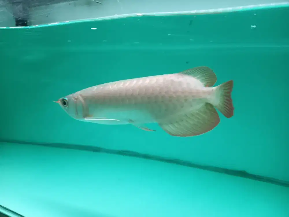 Arwana supered 27-28CM
