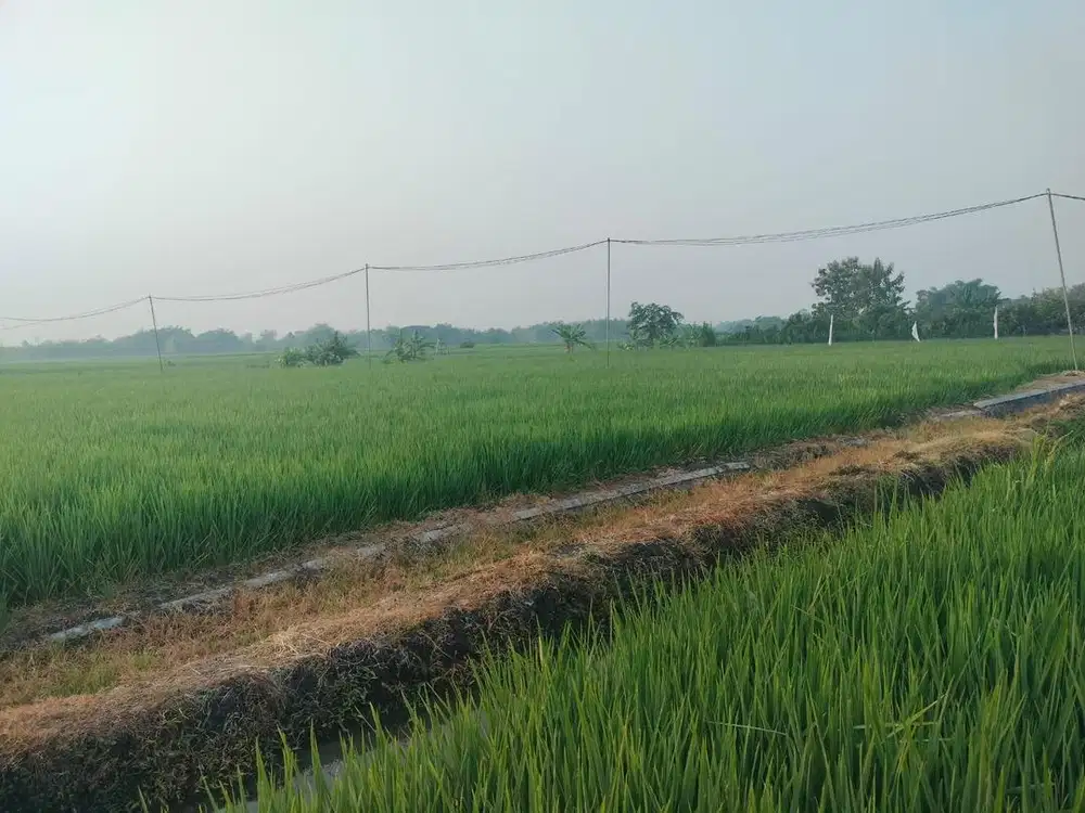 Sawah type A (dekat sumber air desa)