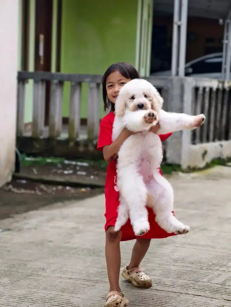 Giant poodle betina 2 bulan