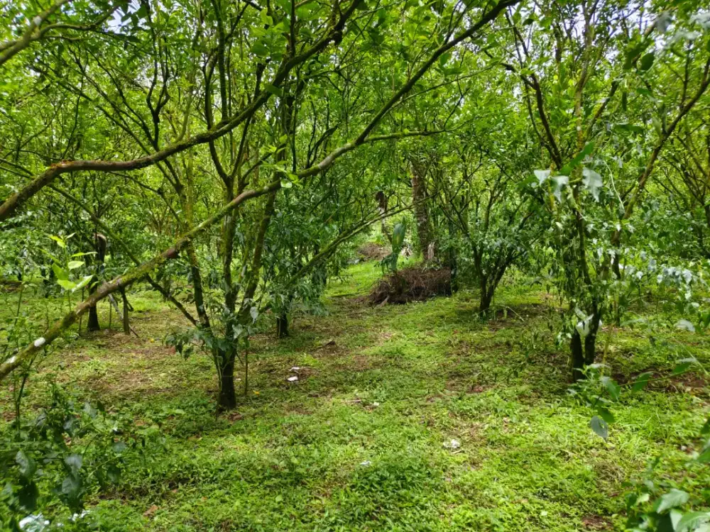 Di jual tanah view lembah terletak di daerah payangan bali