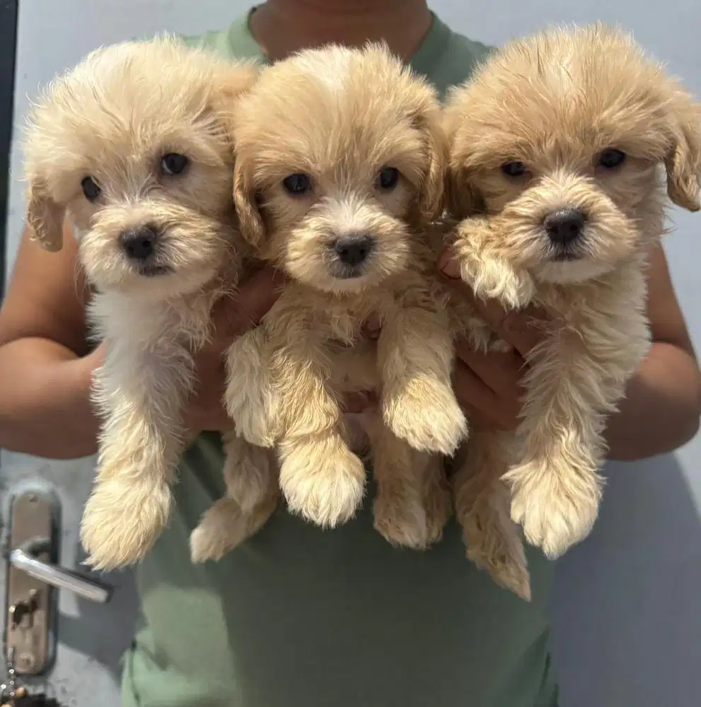 Anak anjing poodle asli good quality