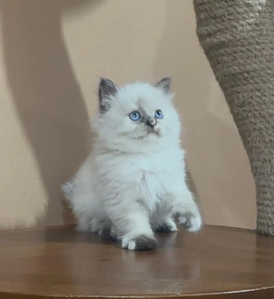 Anak kucing kitten Ragdoll x Himalaya Himalayan Premium Berkualitas