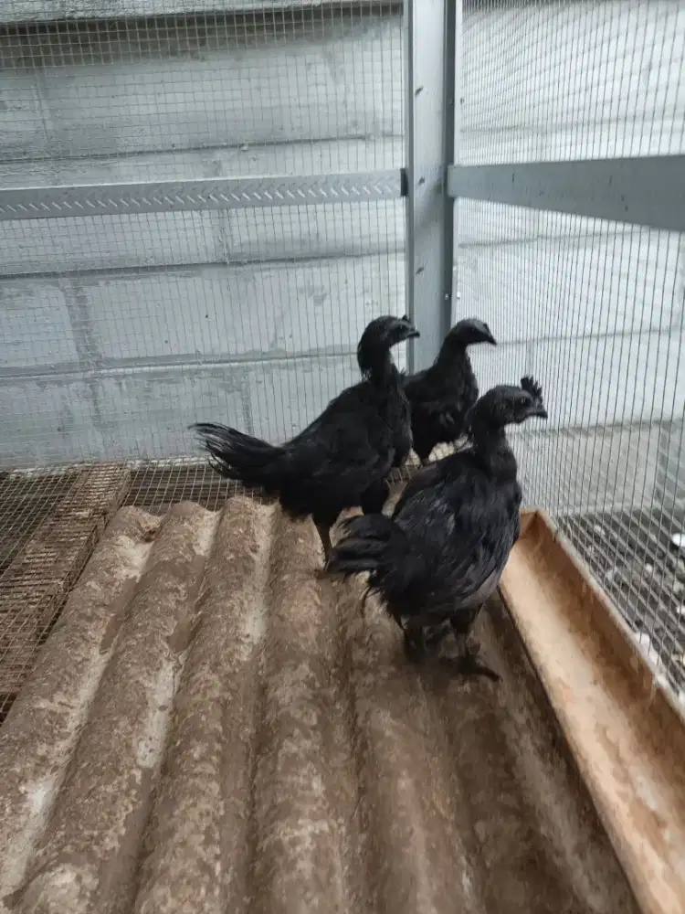 Ayam cemani asli usia 2 bulan