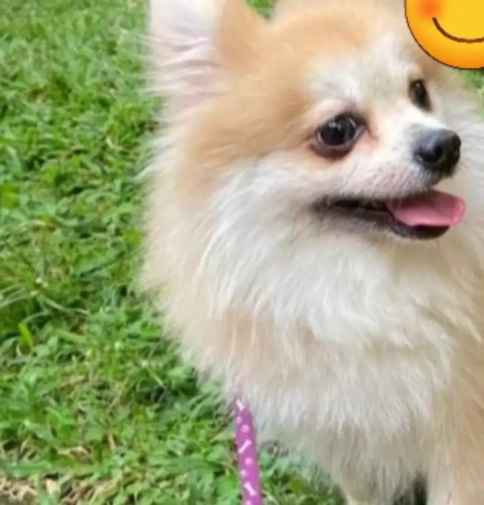Open Adopt Mini Pomeranian Jantan usia 5 tahun