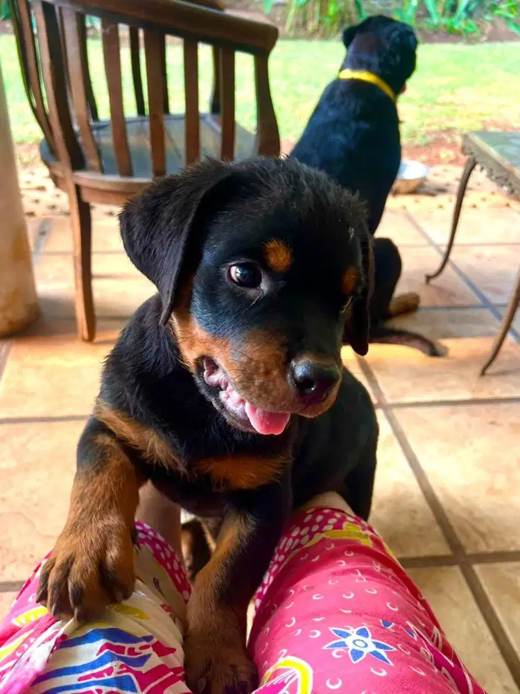 Puppies Rottweilers
