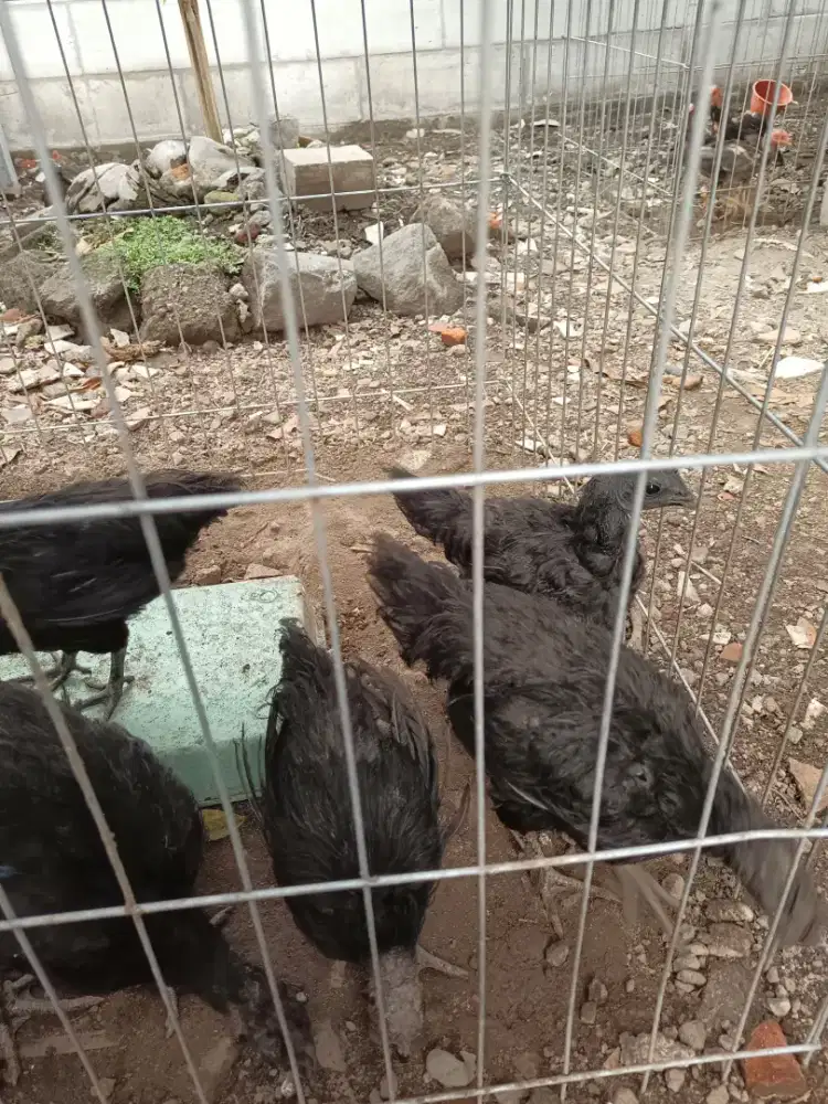 Ayam cemani asli usia 3 bulanan