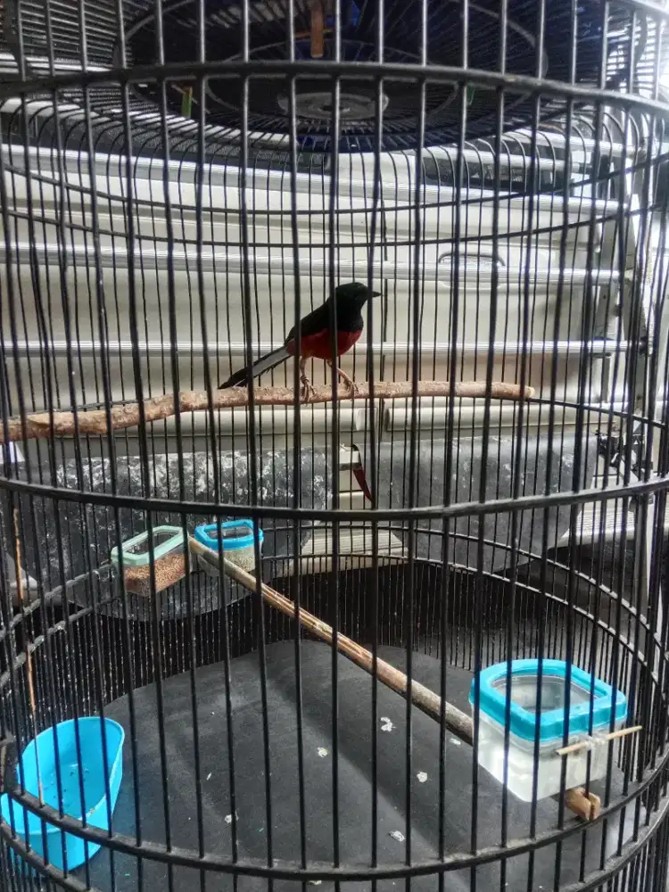 Burung murai batu medan