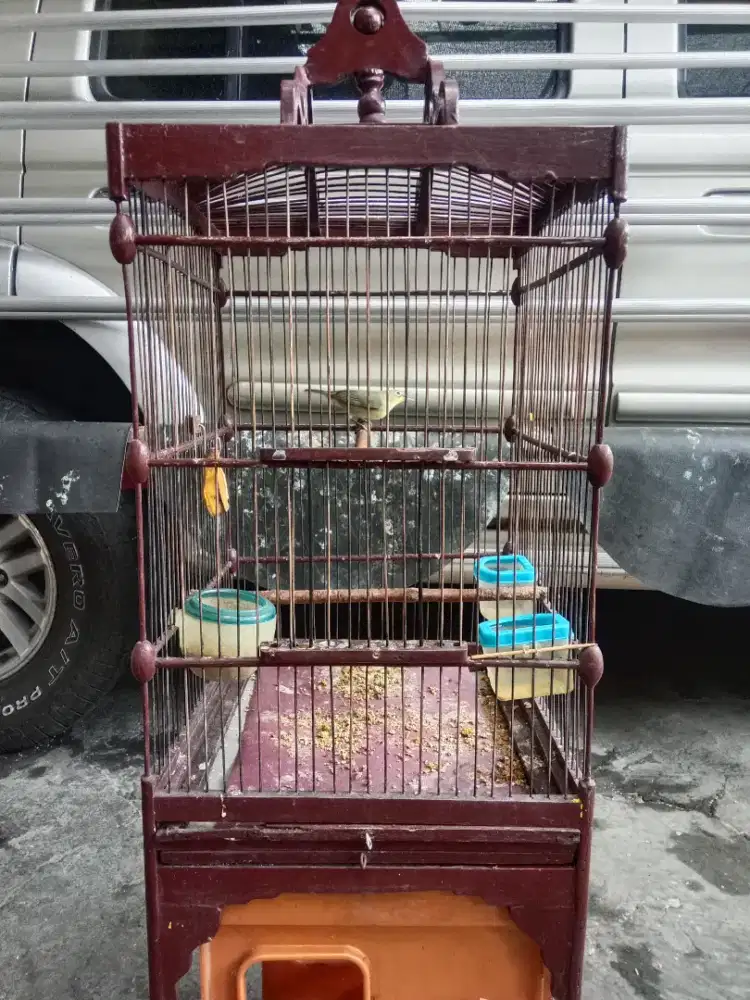 Burung perci mumer