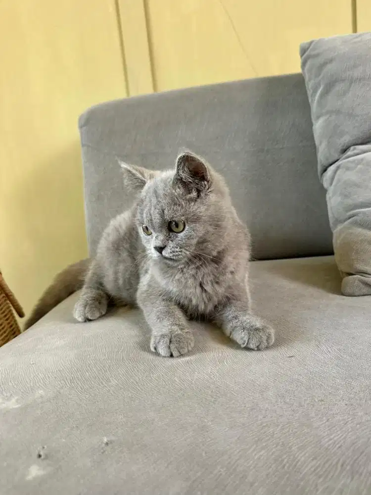 Adopsi Kucing British Shorthair / BSH Blue Solid