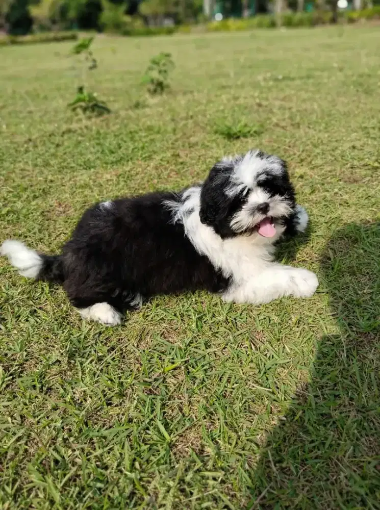 Anjing shihtzu jantan