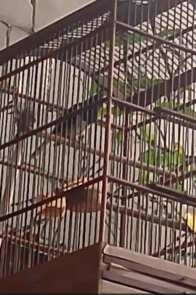 Kacer Jawa Barat jantan