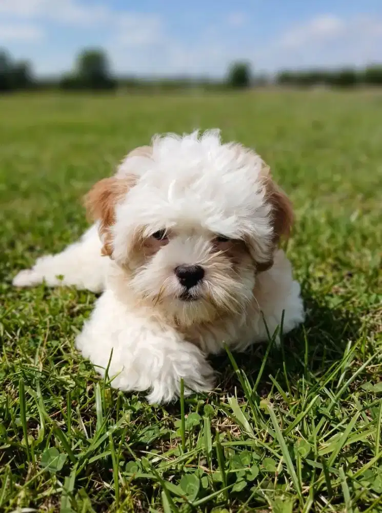 Anjing shihtzu jantan