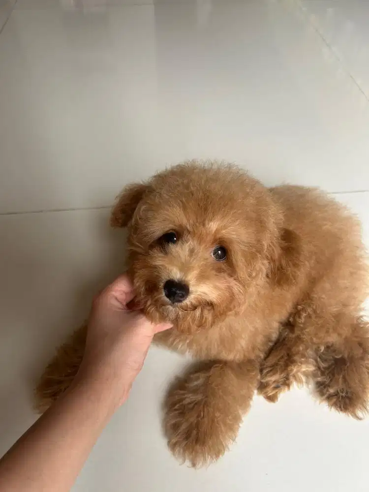 toy poodle jantan