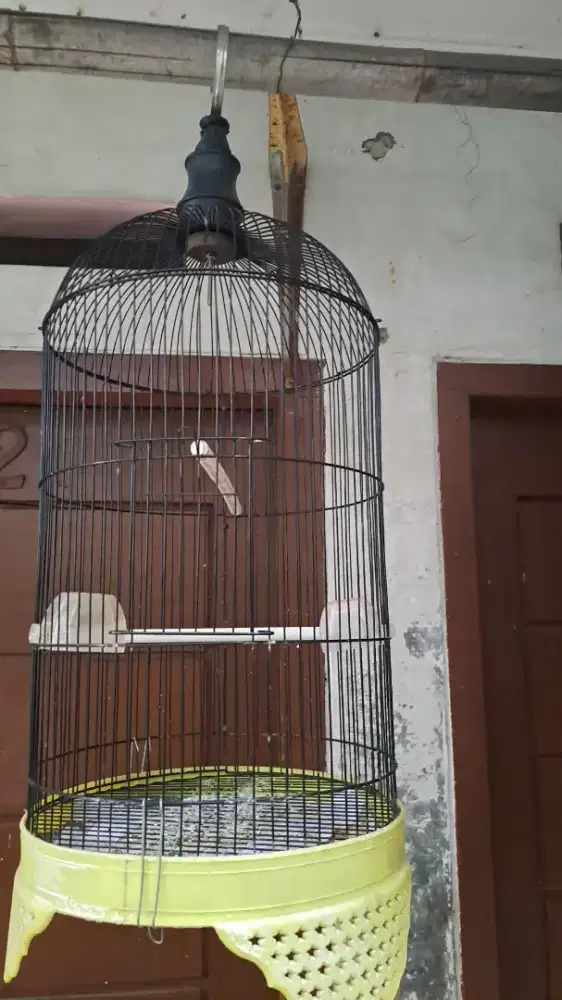 Kandang besi kapsul