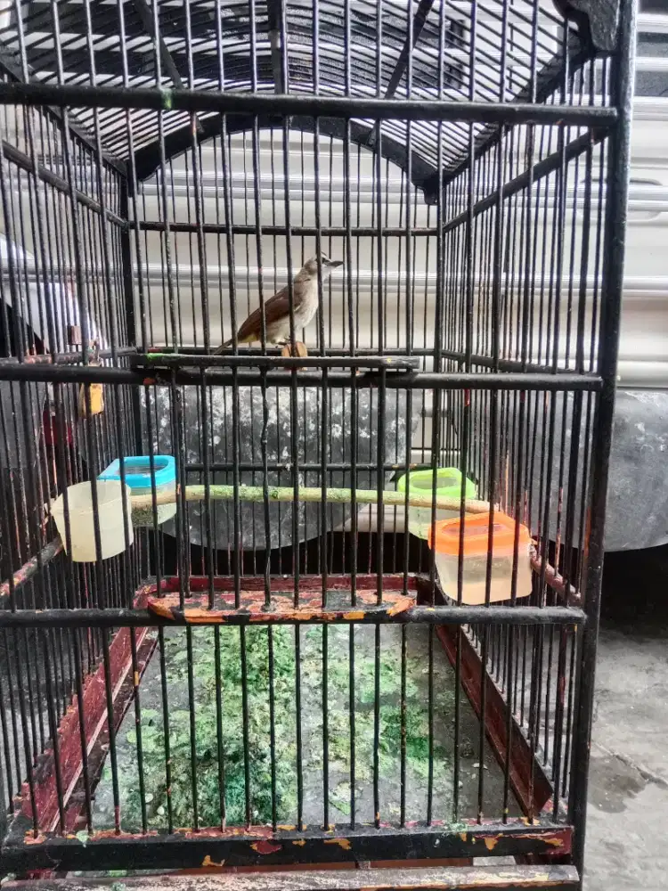 Burung trucukan