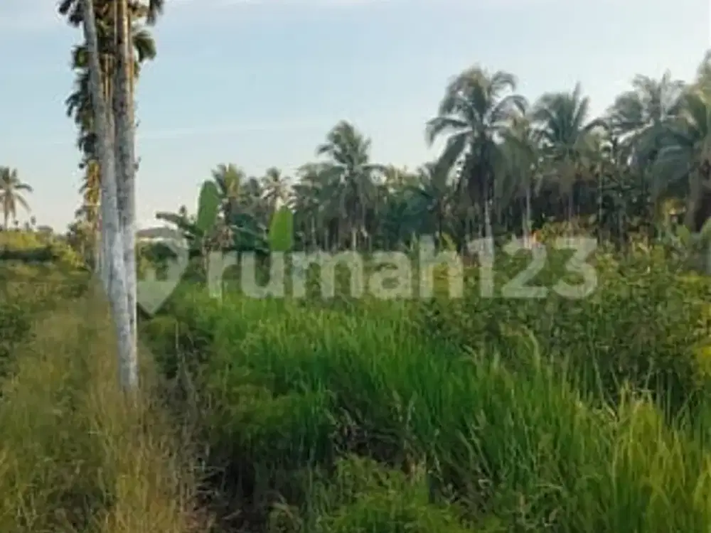 Dijual Tanah Investasi Yg Sudah Ditanami Pohon Langsat, Manggis, dan Durian di Jl. Kalimas Hulu