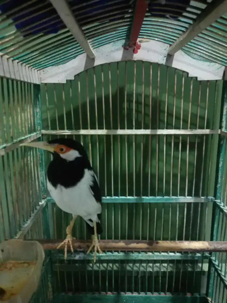 Jalak suren gacor full isian jinak