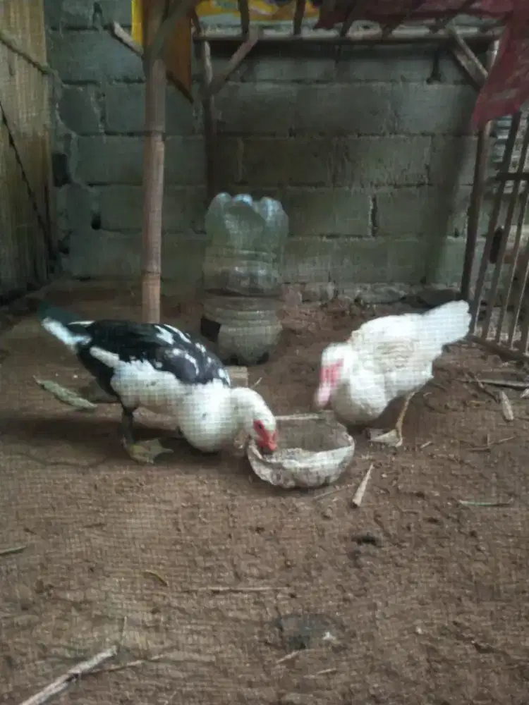 entok jantan 2 ekor