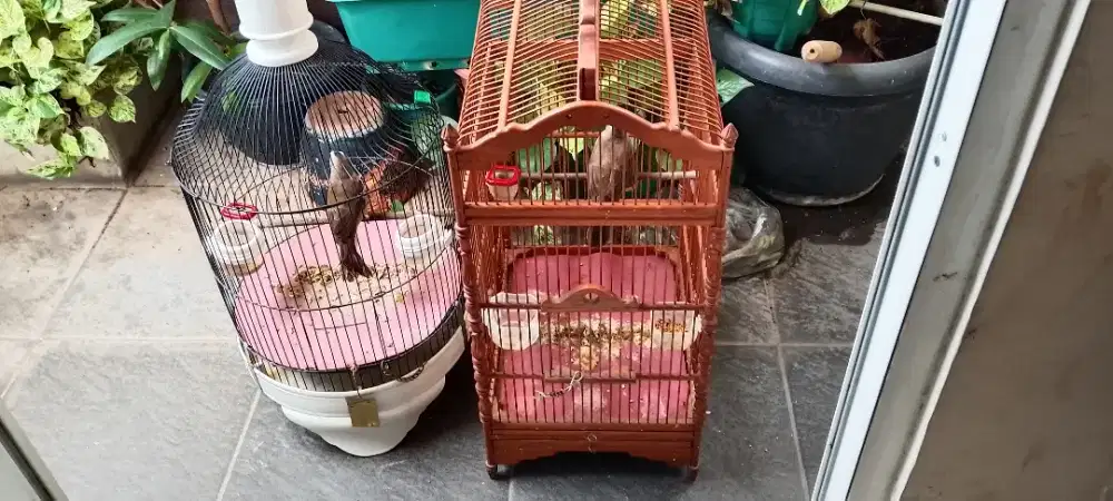 Burung trukcukcuk (diborong)